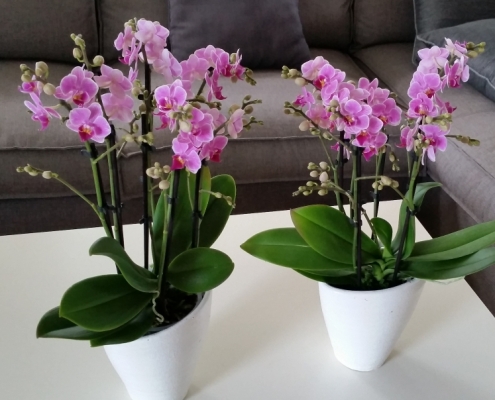 Mini Orchidee