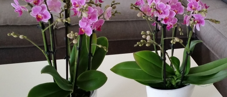 Mini Orchidee