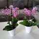 Mini Orchidee