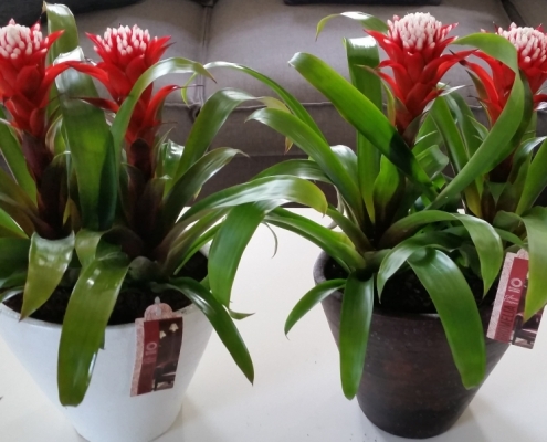 Bromelia hope