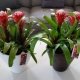 Bromelia hope