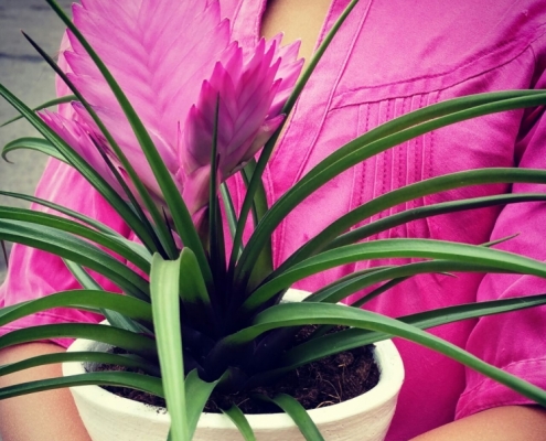 Bromelia Anita