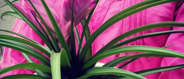 Bromelia Anita