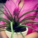 Bromelia Anita