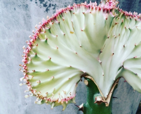 Lactea (koraal cactus)