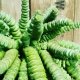 Crassula Hottentot