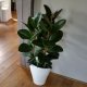 Ficus Robusta