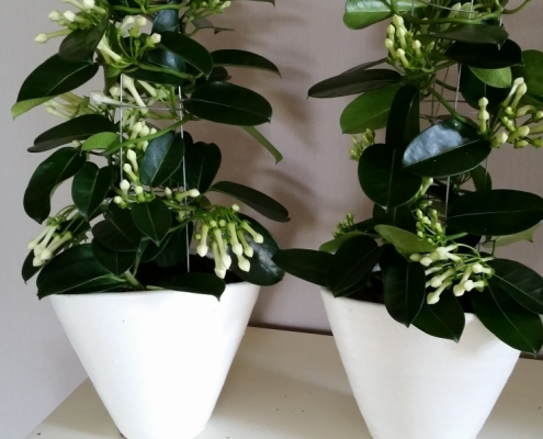 Stephanotis