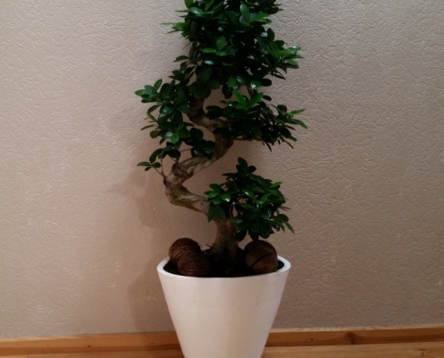 Bonsai (Ficus Ginseng)