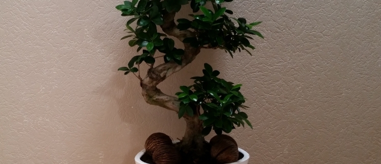 Bonsai (Ficus Ginseng)