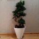 Bonsai (Ficus Ginseng)