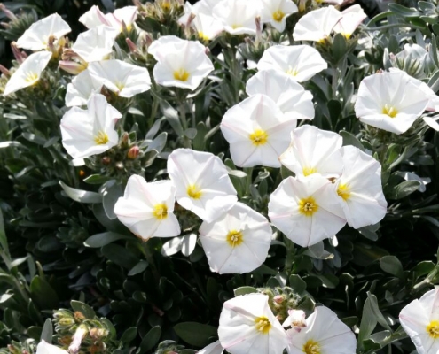 Convolvulus