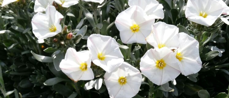 Convolvulus