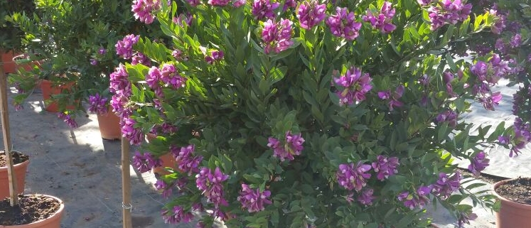 Polygala