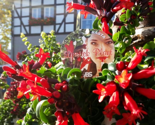 Lipstick plant